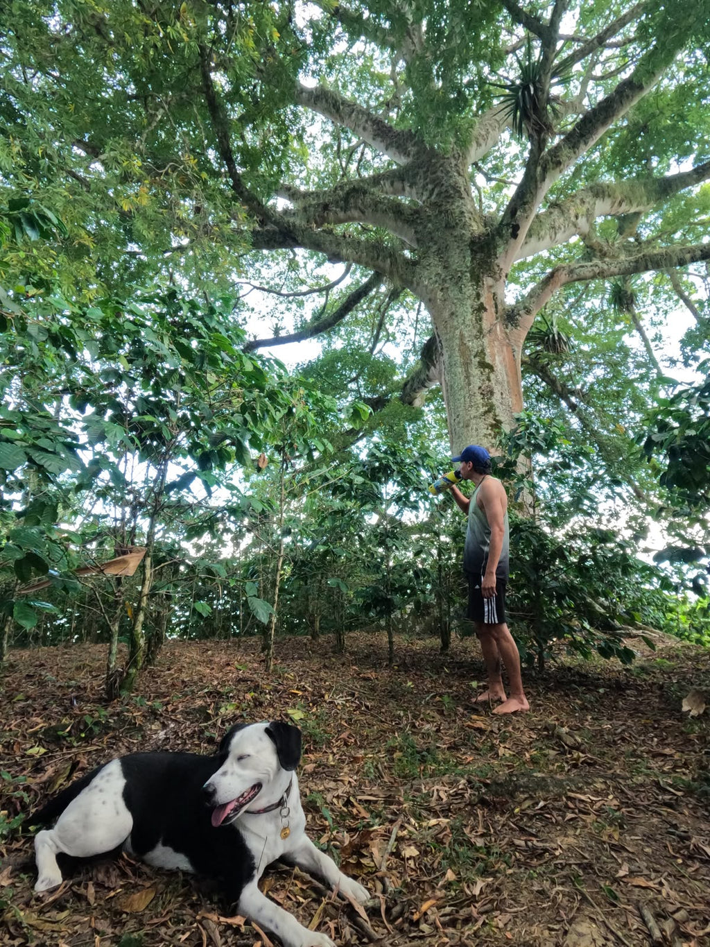 Termo ecológico Ballena Jorobada – Mano Verde
