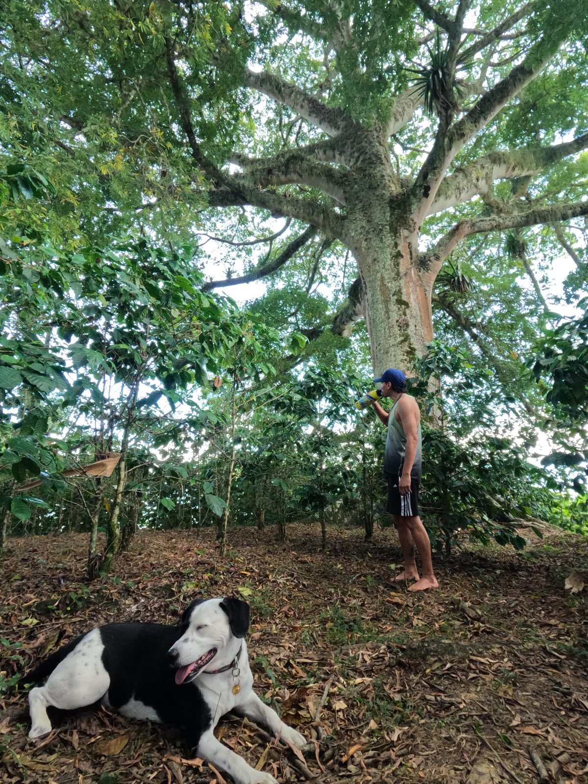 Termo ecológico Ballena Jorobada – Mano Verde